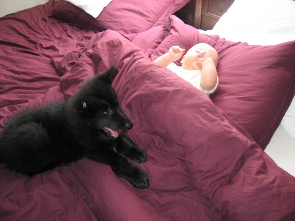 Merijn en onze nieuwe hond Silver., geplaatst door mama Lizanne op 2004-11-01