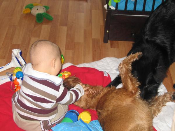 Merijn aan het spelen met Floyd en Silver., geplaatst door mama Lizanne op 2005-02-16