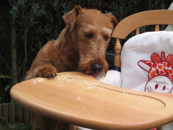 Floyd maakt de stoel weer schoon., geplaatst door mama Lizanne op 2005-05-30