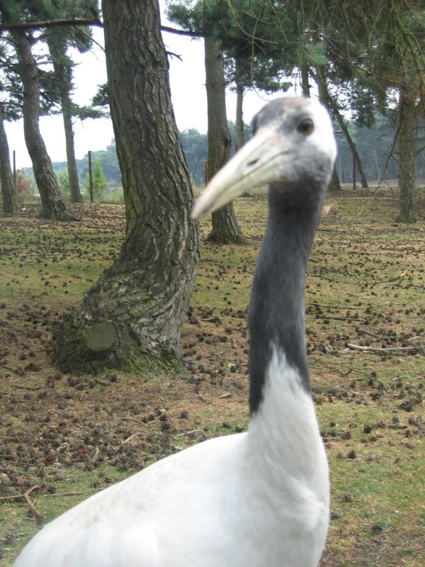 Kraamvogel in de beekse bergen, kwam even een kijkje in onze auto nemen., geplaatst door mama Lizanne op 2006-07-03