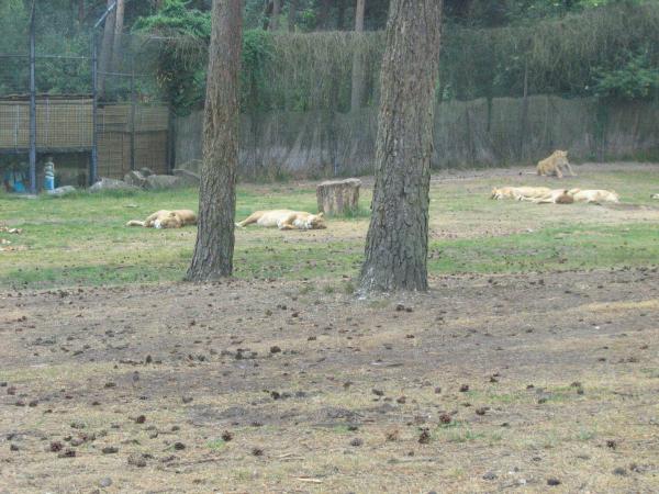 Ook de leeuwen waren aanwezig, maar waren helaas uitgeteld., geplaatst door mama Lizanne op 2006-07-03