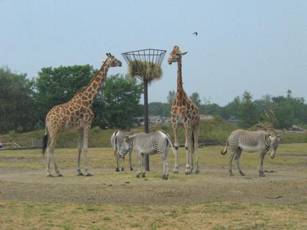 Maar de giraffen waren wel op de been., geplaatst door mama Lizanne op 2006-07-03